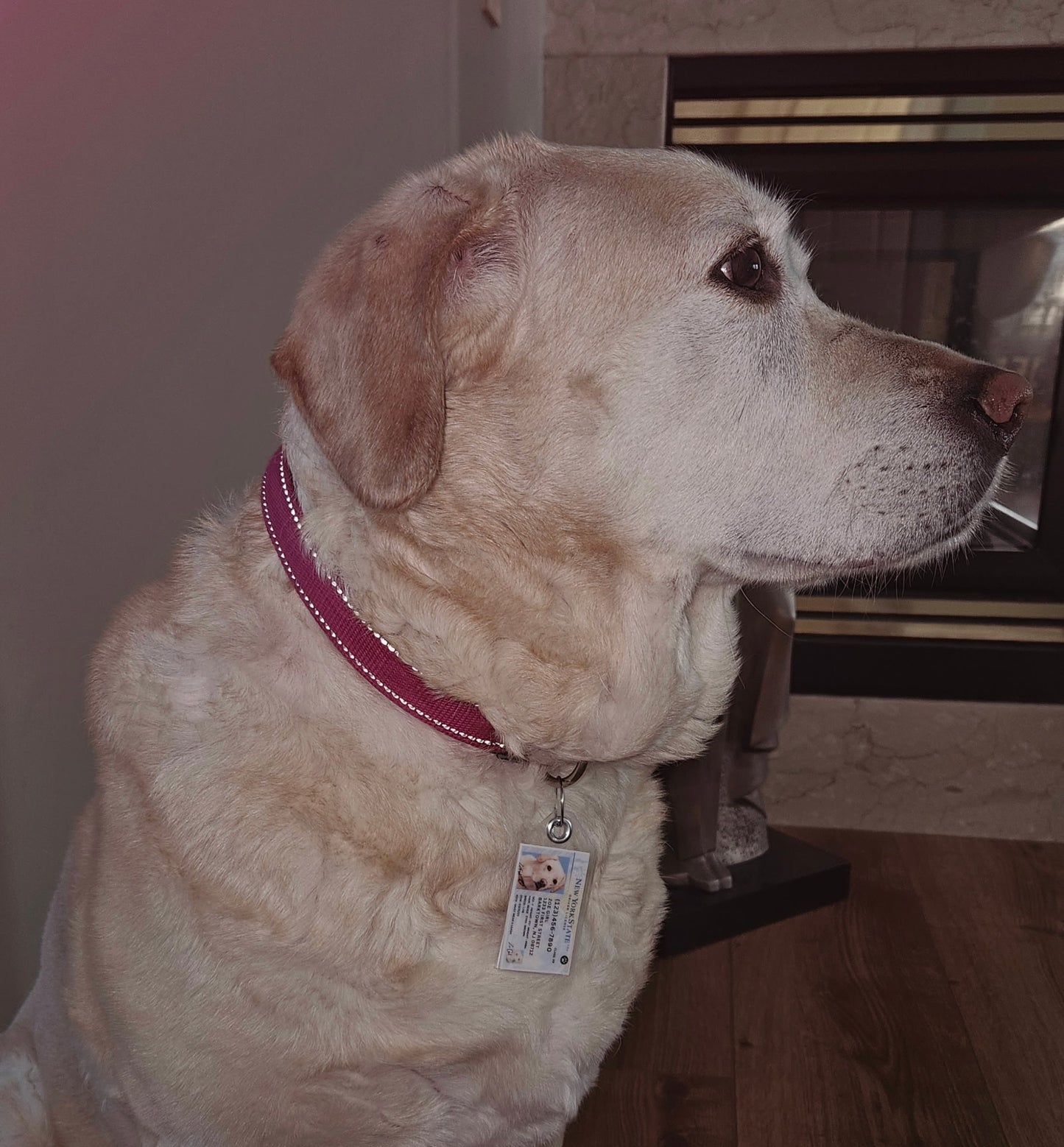 New York Pet Tag