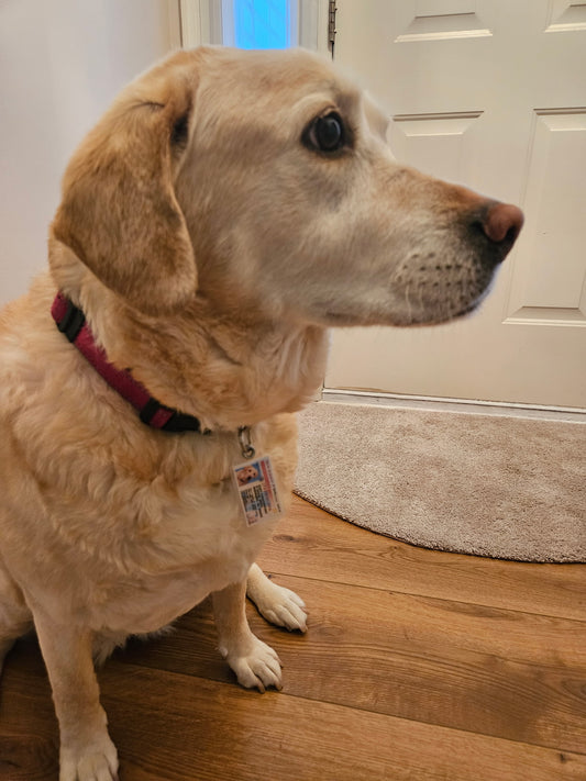 New Jersey Pet Tag