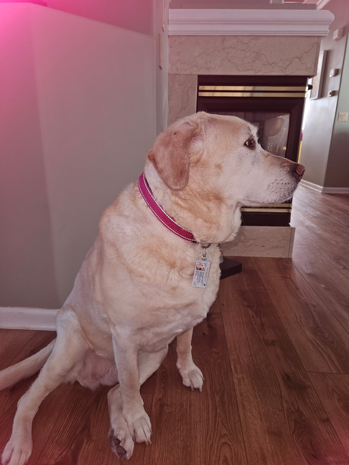 New York Pet Tag