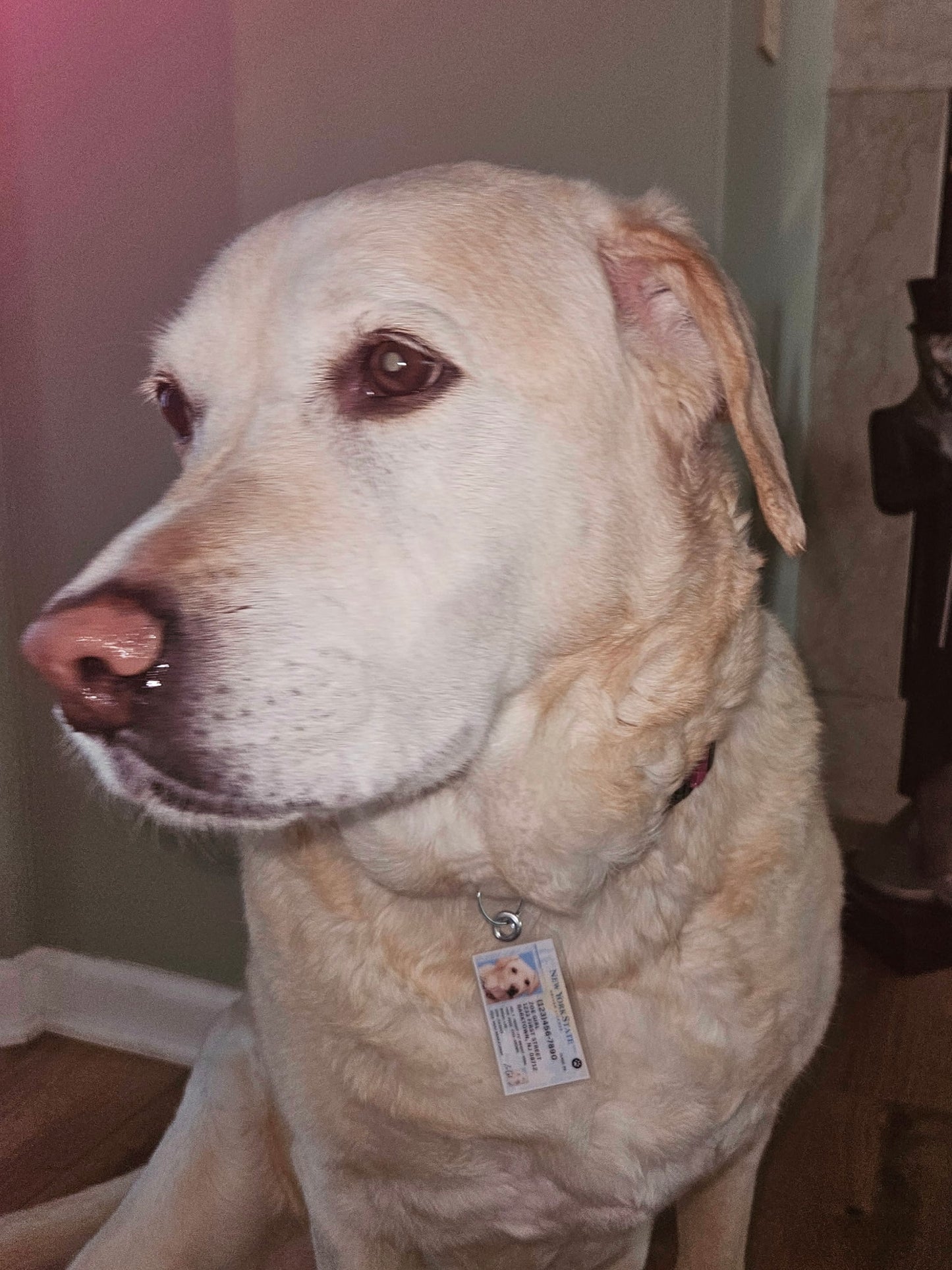 New York Pet Tag