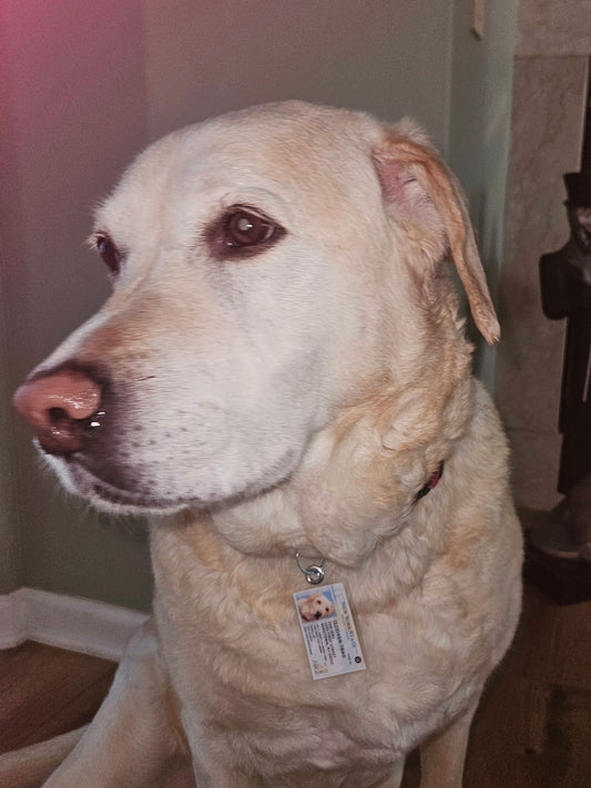 New York Pet Tag