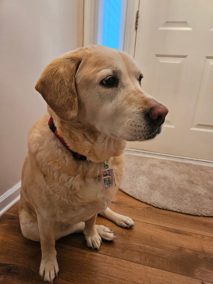 New Jersey Pet Tag