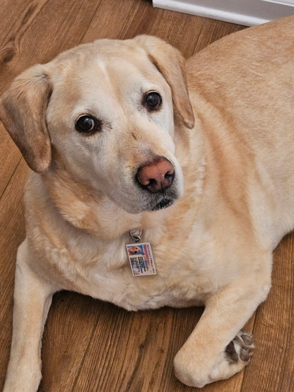 New Jersey Pet Tag